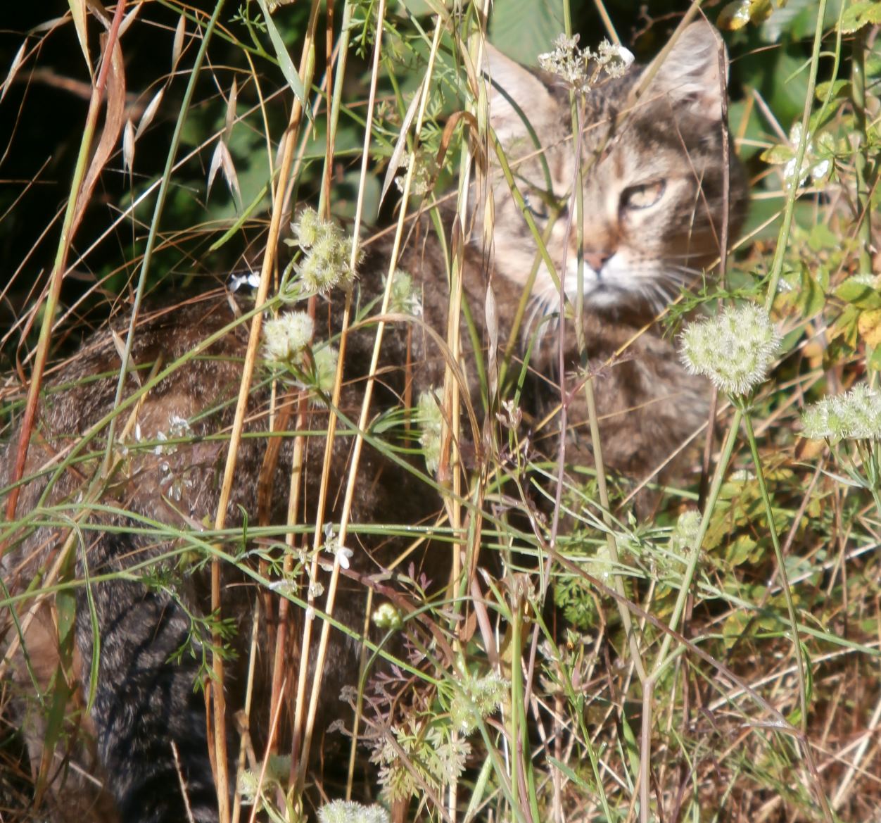 Gatto selvatico?